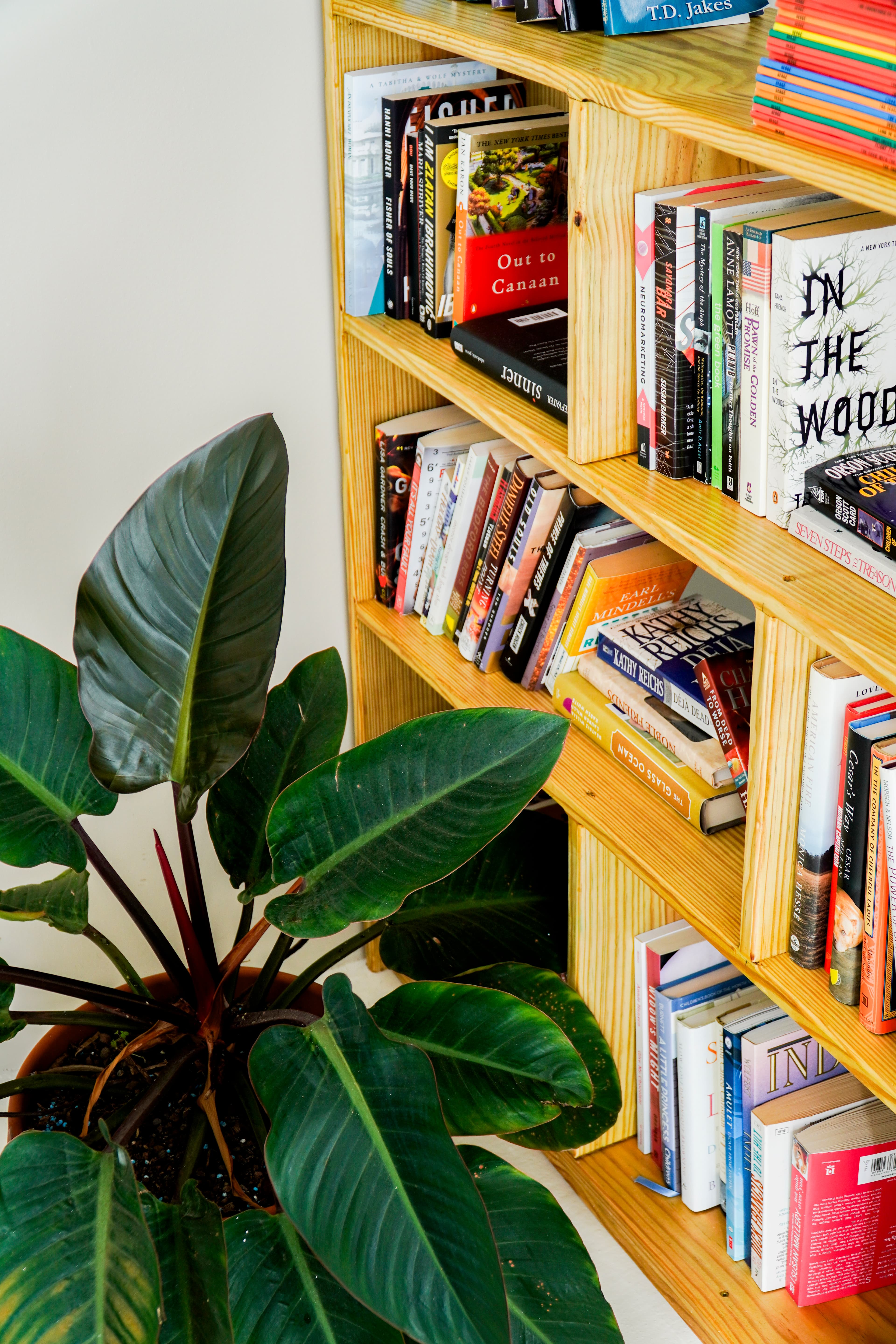 Bookshelf and plants