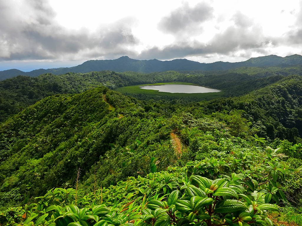 Grand Etang National Park rainforest